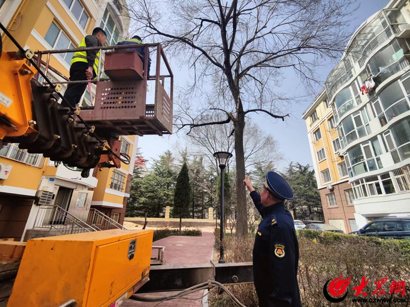 青岛市城市管理局启动“春季火狐电竞护绿”专项执法行动 发布城市绿化温馨提示(图3)