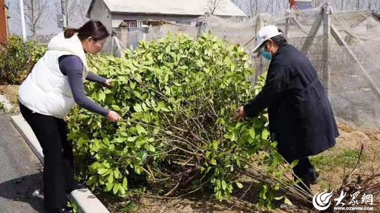 火狐电竞临沭县妇联捐赠绿化苗木扮靓绿满沂蒙 花满村(图1)