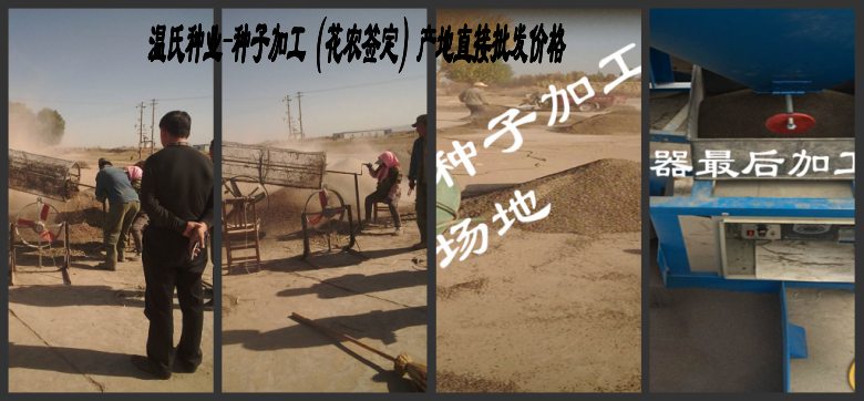 安徽火狐电竞宿州市天人菊种子草坪贴图(图1)