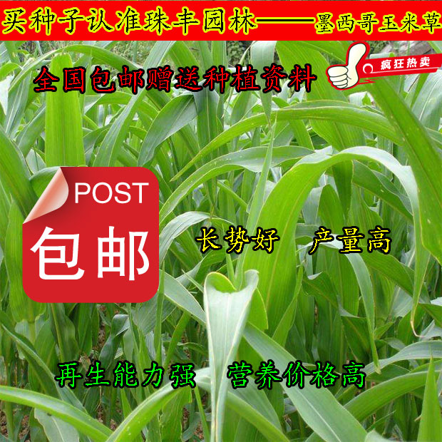 福建三明绿化草坪种子联系电话联系火狐电竞方式(图1)