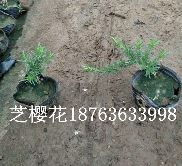 火狐电竞绿化苗木有什么用途(图2)