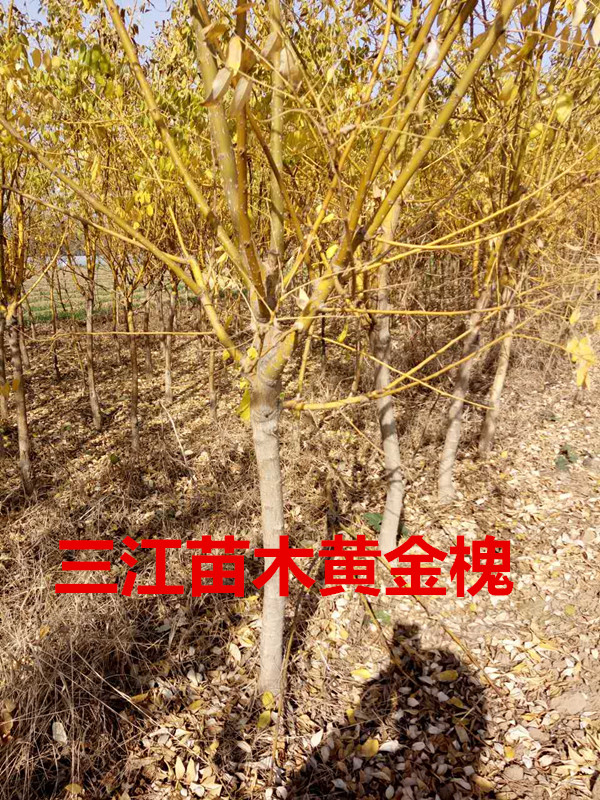 火狐电竞绿化苗木有什么用途(图1)