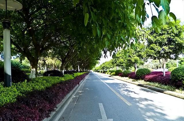 火狐电竞我国随处可见的绿化带为什么欧洲却没有？原因令人彻悟(图1)