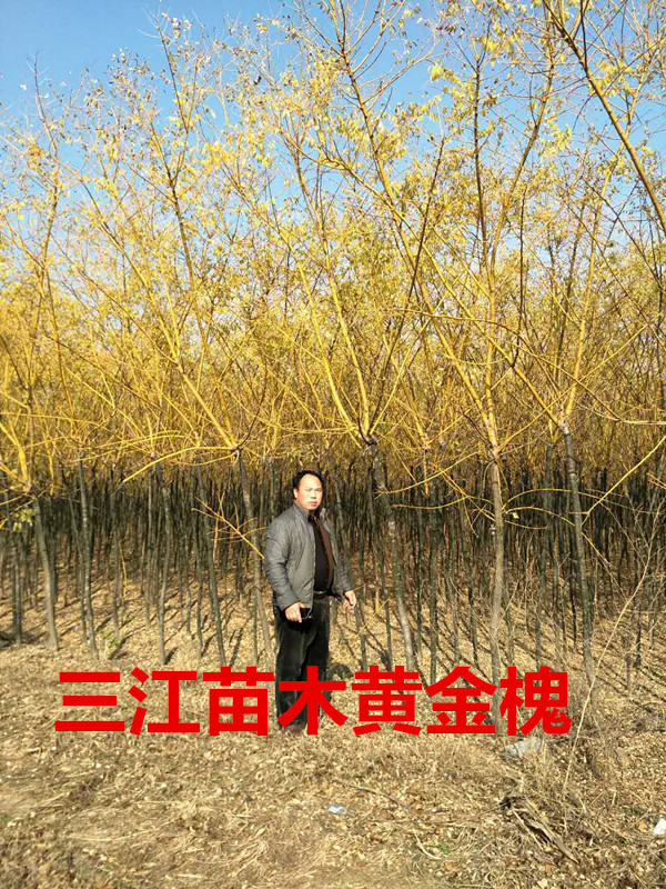 绿火狐电竞化花海有什么用途(图2)