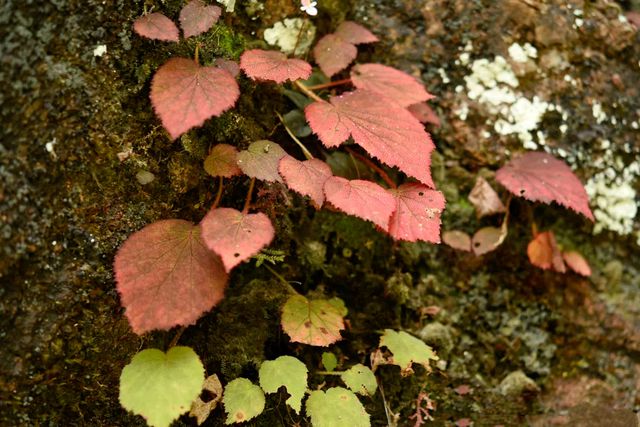 辰山植物园科研人员在国际刊物发表三个秋海棠新种火狐电竞(图1)