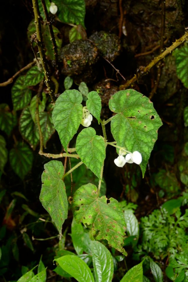 辰山植物园科研人员在国际刊物发表三个秋海棠新种火狐电竞(图2)