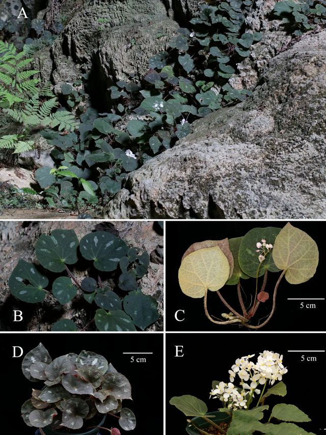 辰山植物园科研人员在国际刊物发表三个秋海棠新种火狐电竞(图3)