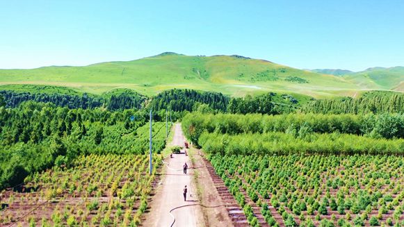 培育优质苗木 绿化美丽火狐电竞县城(图4)