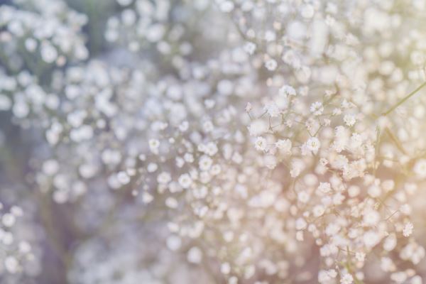 绿化信息网(请问哪里可以火狐电竞看到最新园林绿化工程招标信息)(图1)