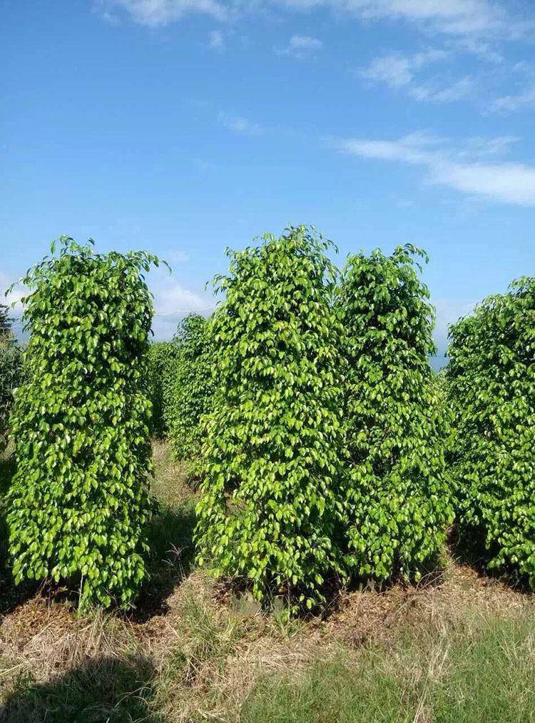 火狐电竞创园人园林：50种精彩纷呈的园林绿化常用植物大全各有各的美你收藏了吗？(图1)