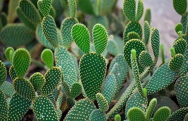 火狐电竞创园人园林：50种精彩纷呈的园林绿化常用植物大全各有各的美你收藏了吗？(图12)