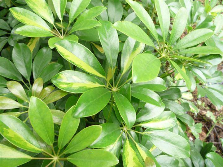火狐电竞创园人园林：50种精彩纷呈的园林绿化常用植物大全各有各的美你收藏了吗？(图24)