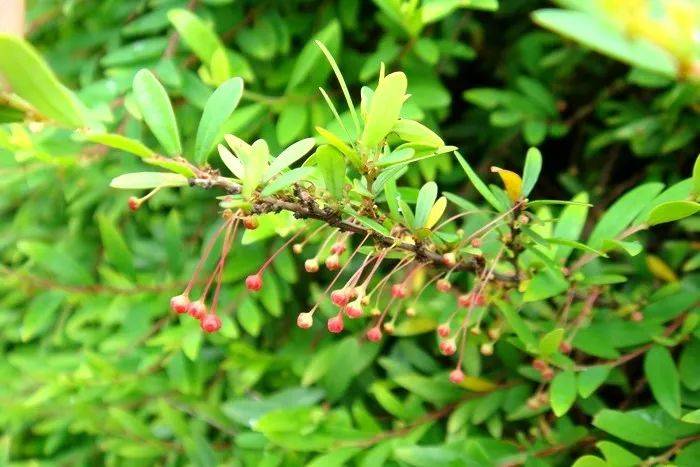 火狐电竞创园人园林：50种精彩纷呈的园林绿化常用植物大全各有各的美你收藏了吗？(图25)