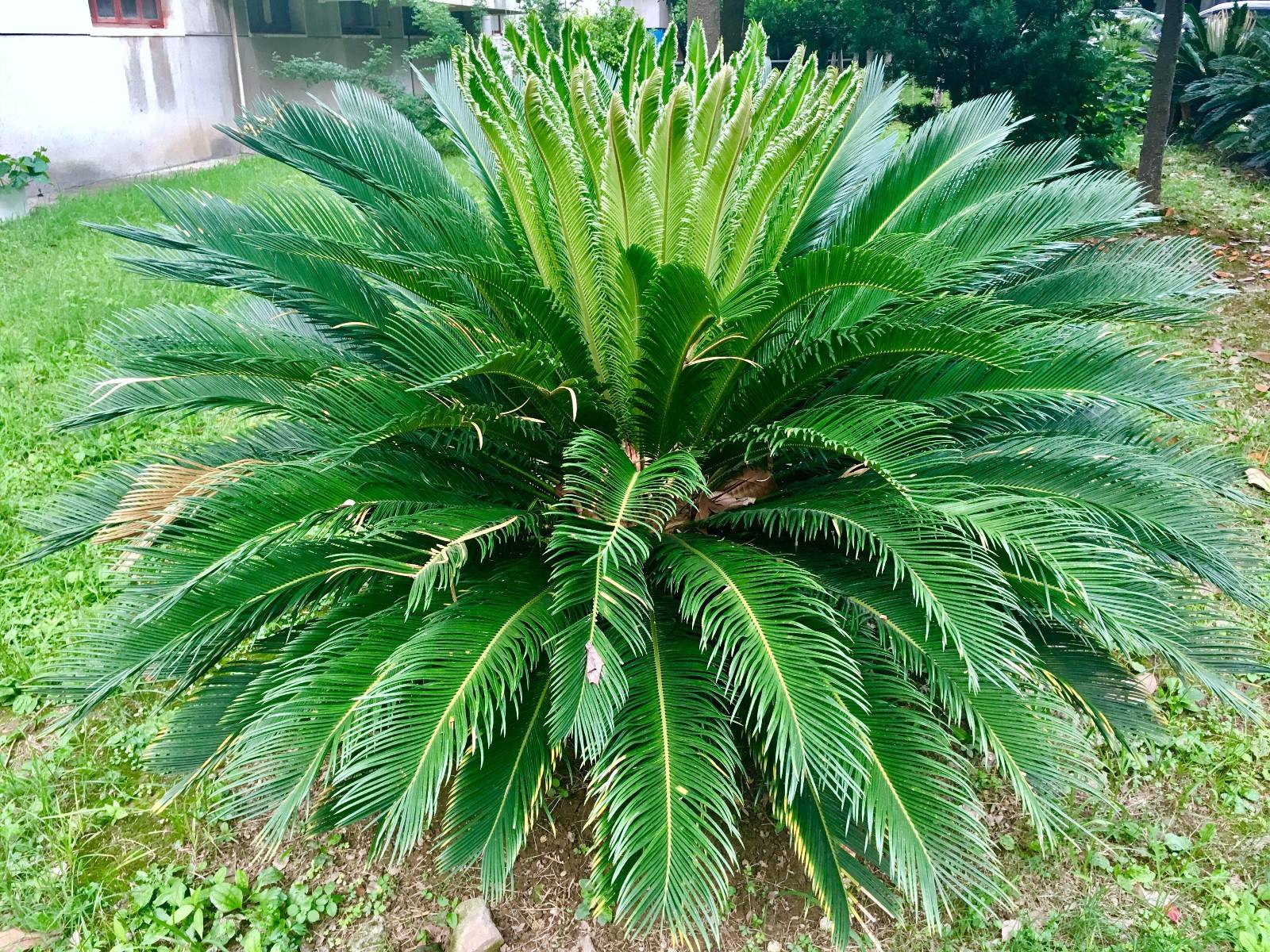 火狐电竞创园人园林：50种精彩纷呈的园林绿化常用植物大全各有各的美你收藏了吗？(图34)