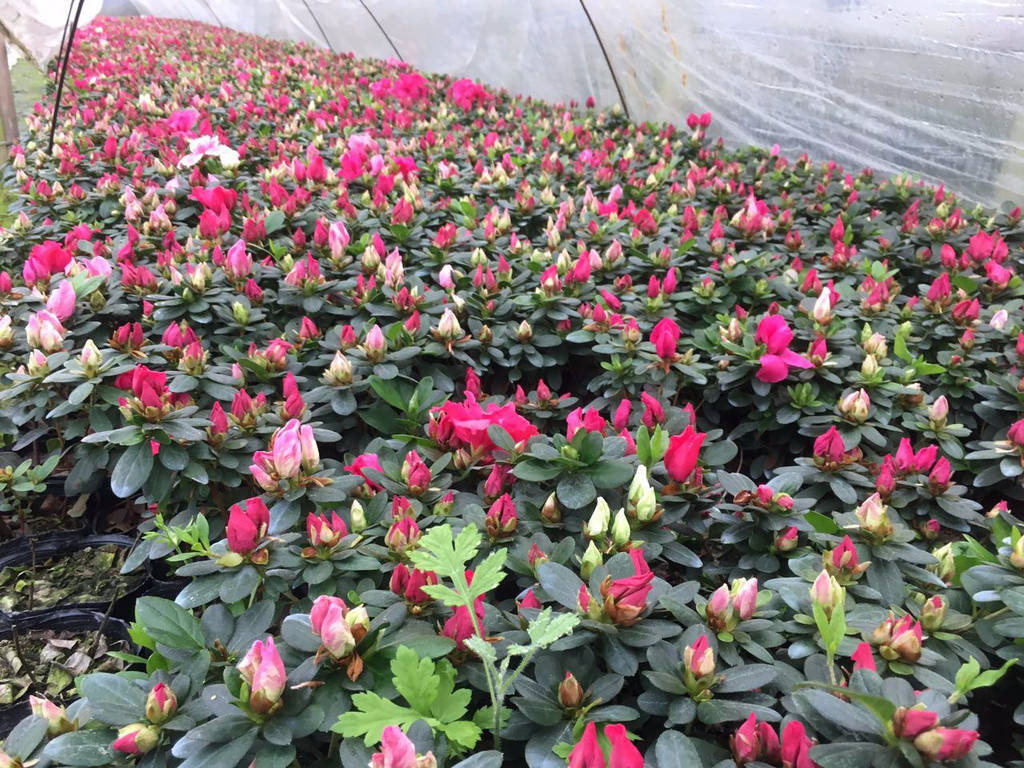 火狐电竞创园人园林：50种精彩纷呈的园林绿化常用植物大全各有各的美你收藏了吗？(图42)