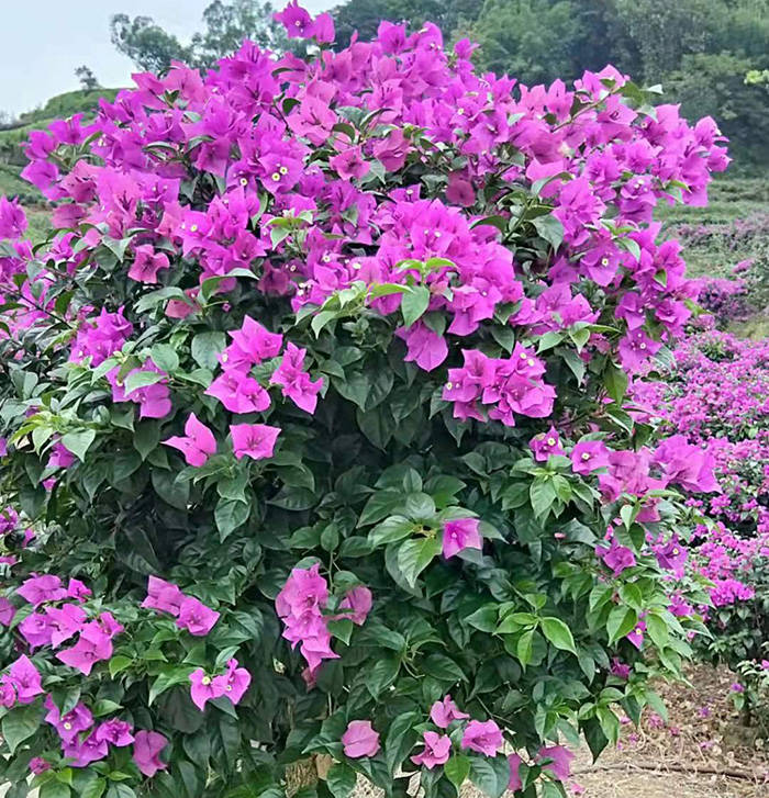 火狐电竞创园人园林：50种精彩纷呈的园林绿化常用植物大全各有各的美你收藏了吗？(图45)
