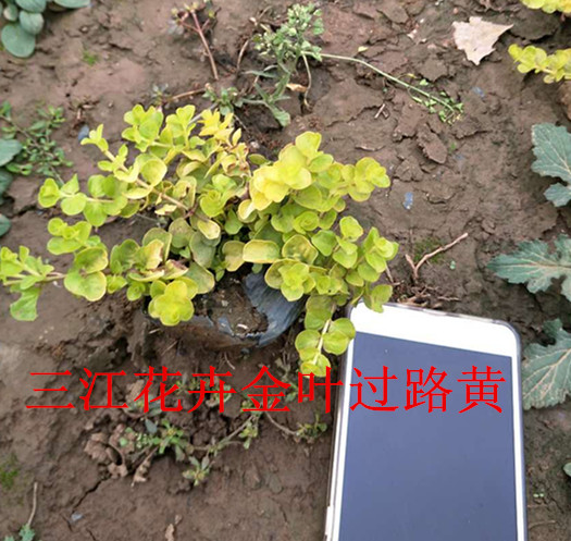 火狐电竞绿化苗木信息介绍(图2)