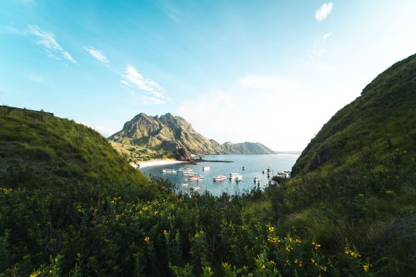 火狐电竞城市绿化树木(绿化树有哪些)(图2)