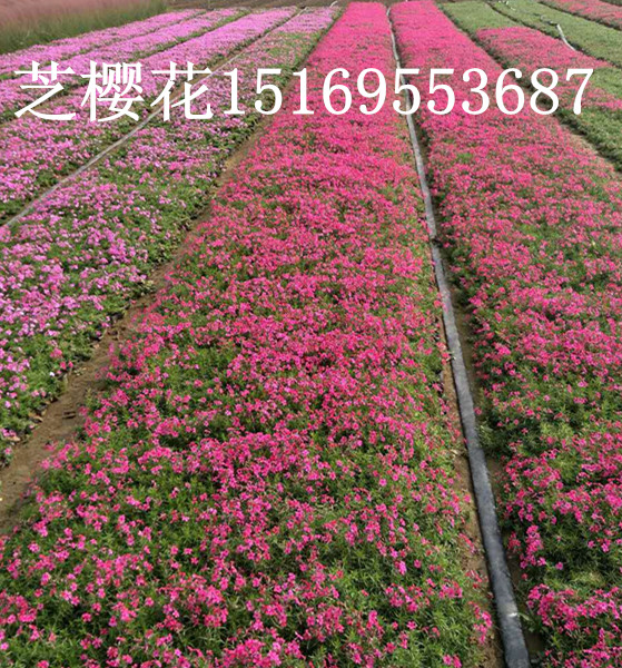 火狐电竞周边绿化苗木基地(图1)