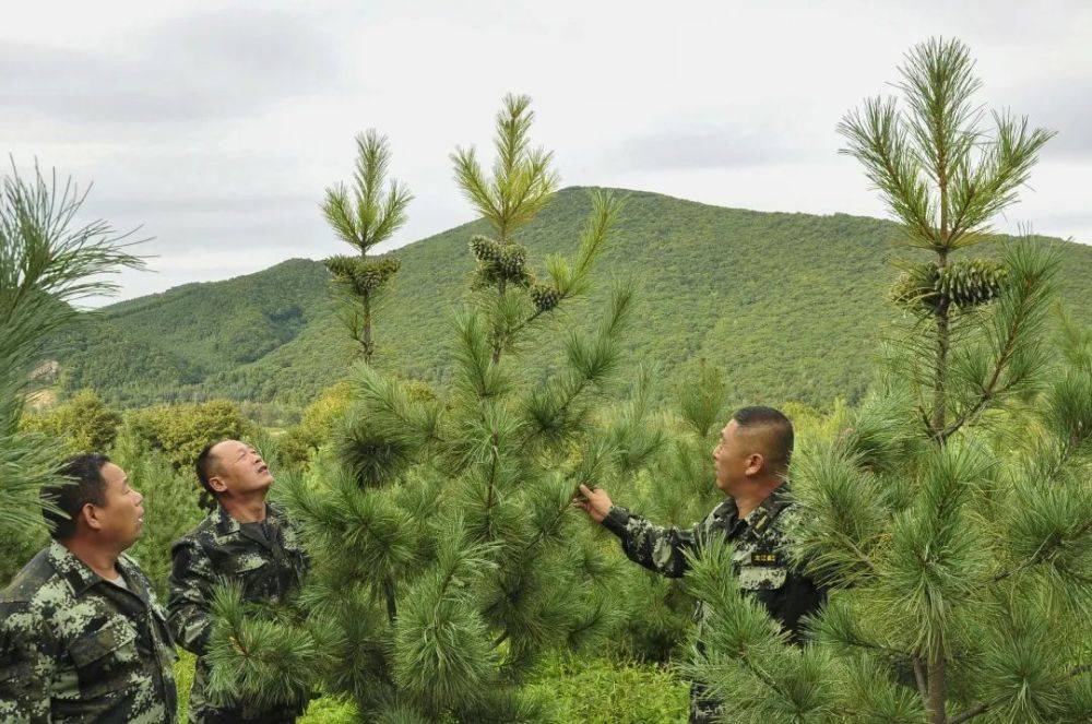 龙江森工集团火狐电竞：打造国有苗圃集群 夯实生态建设根基(图5)