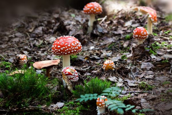火狐电竞种绿化苗木(常见绿化苗木品种有哪些)(图2)