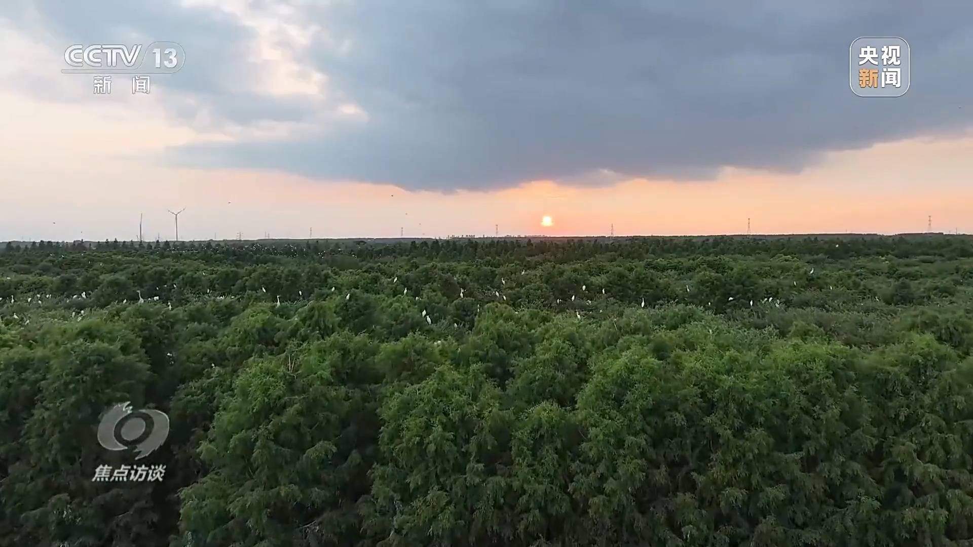 焦点访谈丨全民植火狐电竞树增绿 共建美丽中国(图11)