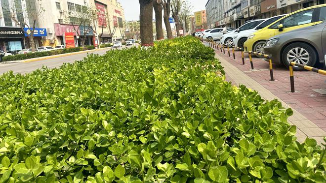 河北唐县：紧抓春季好时光 春季绿化忙养护火狐电竞(图3)