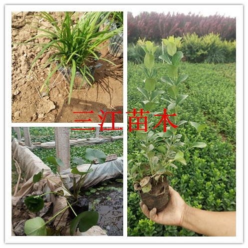 屋顶绿化价火狐电竞格(图2)