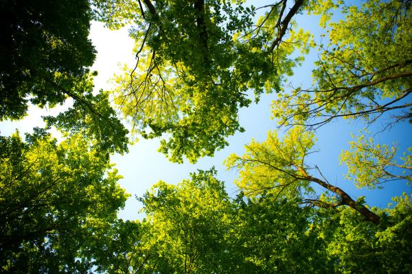 火狐电竞景观绿化工程公司(园林绿化公司经营范围)(图2)