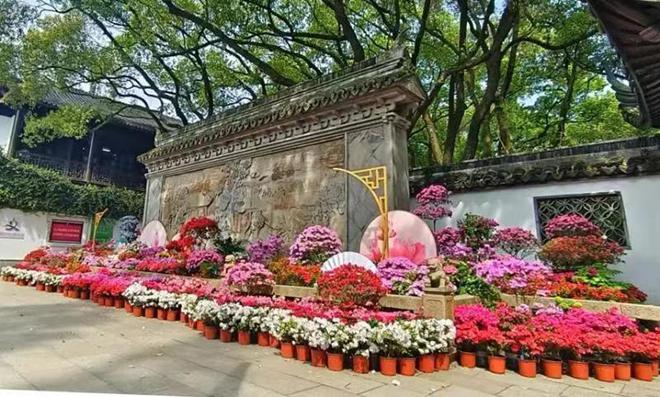 古典园林春意正浓醉白池公园携手方塔园举办“映·芳华”2024上海杜鹃展火狐电竞(图2)