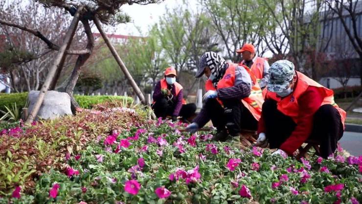提升城市绿化品质!济宁高新区完成火狐电竞90万平米绿化养护工作(图3)