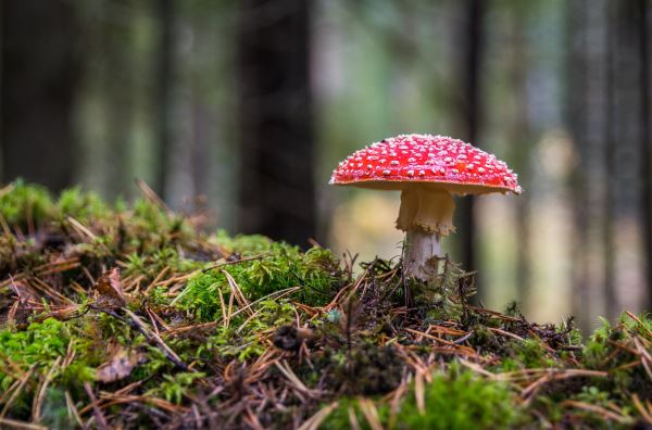 绿火狐电竞化设计收费标准(广州校园景观园林绿化设计报价)(图1)