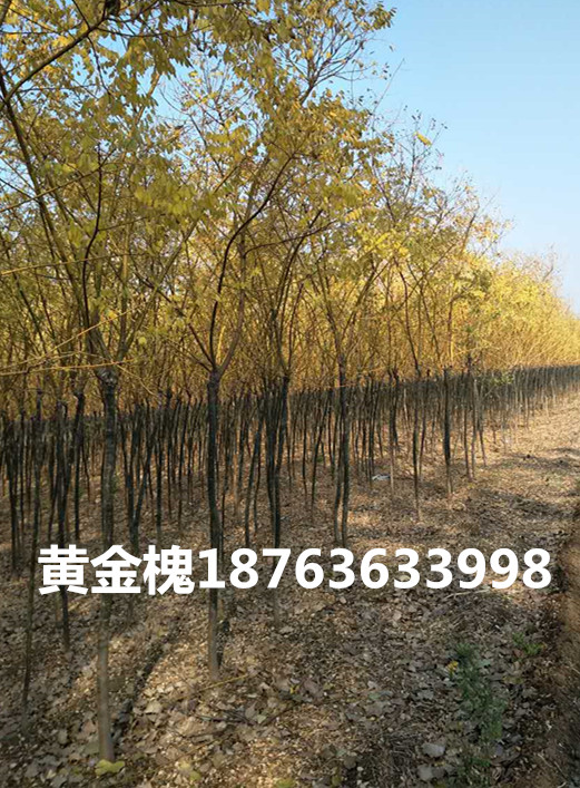 火狐电竞绿化苗木价格查询(图1)