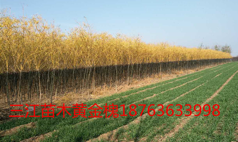 广西屋顶绿化价格查询火狐电竞(图1)