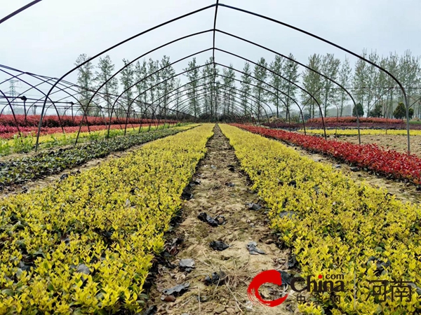 火狐电竞驻马店市驿城区水屯镇：苗圃种植“绿”了乡野 “富”了村民(图2)
