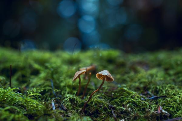 火狐电竞上海绿化工程网(全国园林公司50强都有哪些啊)(图2)