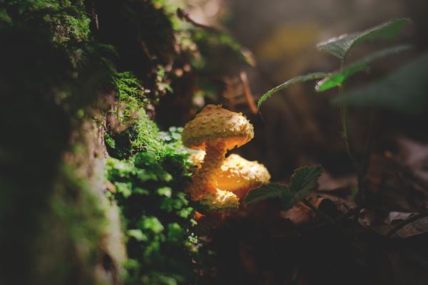 绿化带围栏网(绿化带火狐电竞护栏的高度是多少)(图2)