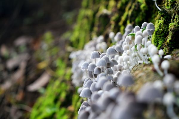 火狐电竞办理绿化资质(园林绿化资质在哪办理)(图2)