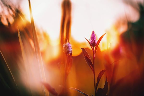 火狐电竞绿化栏杆样式(塑钢护栏价格一般是多少)(图1)