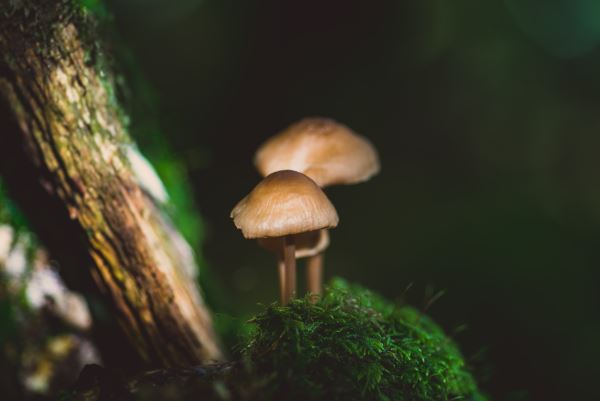 火狐电竞景观绿化价格(绿化草坪多少钱？)(图2)