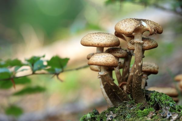 屋顶绿化节点(立体绿化实火狐电竞施方案)(图3)