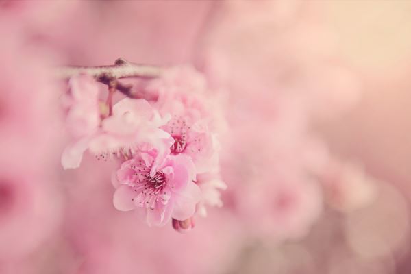 火狐电竞村内绿化(如何提高绿化率)(图3)