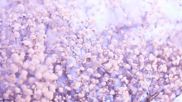 绿化养护明细(园林火狐电竞绿化种植要求都能写些什么)(图1)