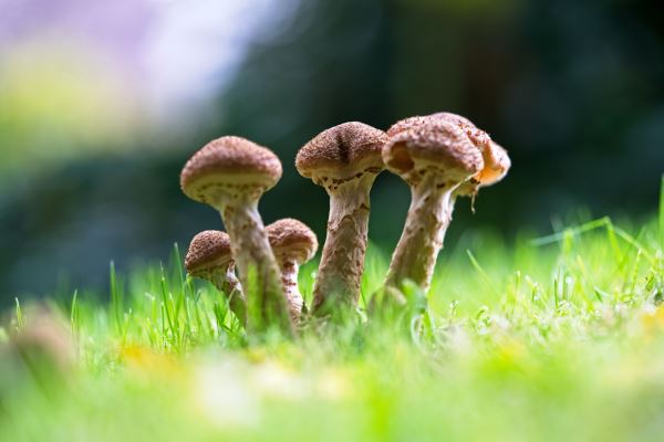 园林绿化提升(该如何抓火狐电竞住机遇在坚持发展中提升绿化意识)(图2)