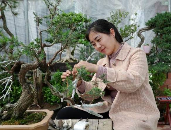 盆景工证书有什么用？盆景工的发展前景？适考人群？考试难度？火狐电竞(图1)