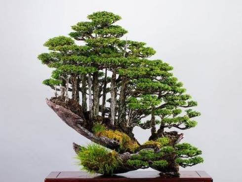 盆景工证书有什么用？盆景工的发展前景？适考人群？考试难度？火狐电竞(图3)