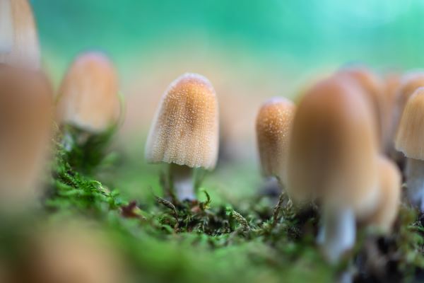 小区的绿化面积是多少(小区绿化面积的标准是多少)火狐电竞(图3)