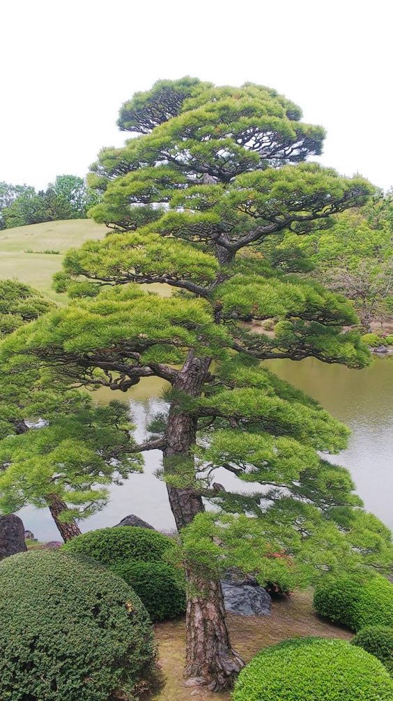 种植花火狐电竞园树木你绝对不能错过的吉利好看种类！(图1)
