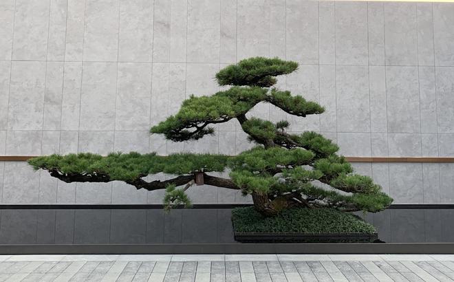 种植花火狐电竞园树木你绝对不能错过的吉利好看种类！(图3)
