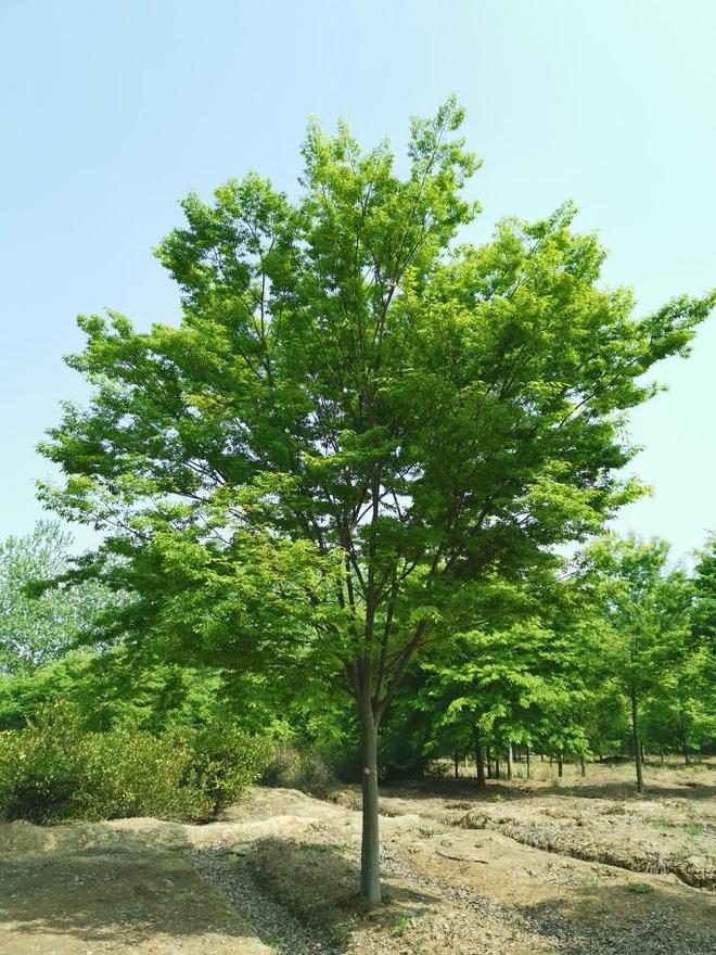 种植花火狐电竞园树木你绝对不能错过的吉利好看种类！(图11)